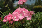 Geranium Dynamo Pink Light - 4.33" Premium Annual