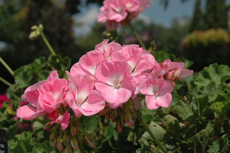 Geranium Dynamo Pink Light - 4.33" Premium Annual