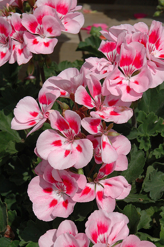 Geranium Presto Pink Sizzle - 4.33" Premium Annual