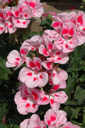 Geranium Presto Pink Sizzle - 4.33" Premium Annual