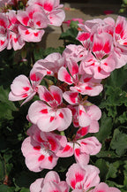 Geranium Presto Pink Sizzle - 4.33" Premium Annual