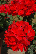 Geranium Presto Red Dark - 4.33" Premium Annual