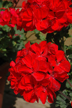 Geranium Presto Red Dark - 4.33" Premium Annual