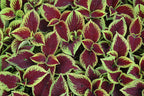 Coleus Kong Jr Scarlet - 5" Premium Annual