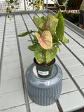 SYNGONIUM MANGO ALLUSION