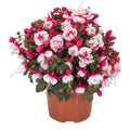 Fuchsia Ballerina Arabesque - 4.33" Premium Annual