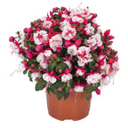 Fuchsia Ballerina Arabesque - 4.33" Premium Annual