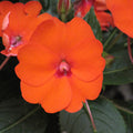 SunPatiens Electric Orange - 4.33" Premium Annual