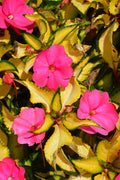 SunPatiens Tropical Rose VL - 4.33" Premium Annual