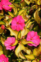 SunPatiens Tropical Rose VL - 4.33" Premium Annual