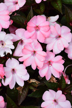 SunPatiens Blush Pink - 4.33" Premium Annual