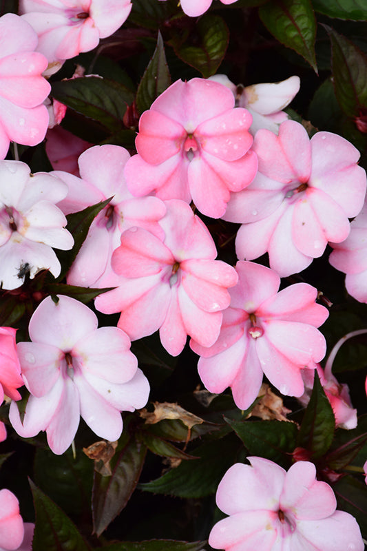 SunPatiens Blush Pink - 4.33" Premium Annual