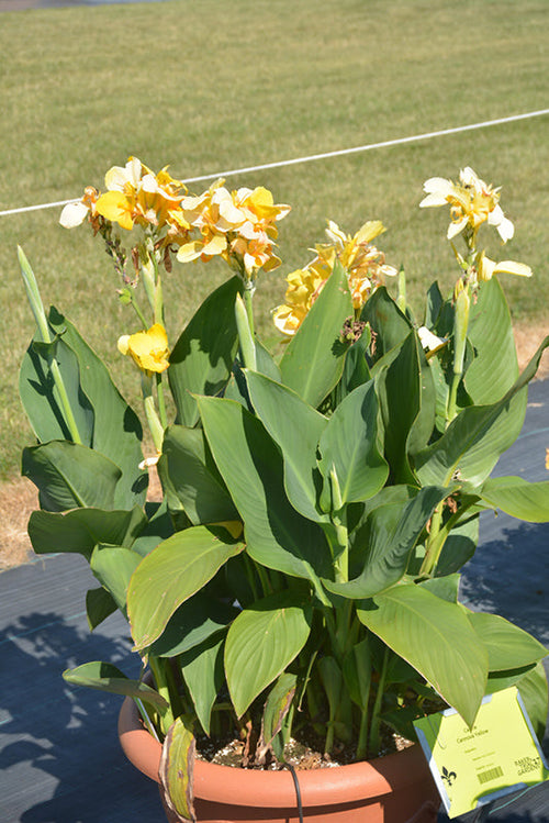 Canna Cannova Yellow - 5" Premium Thriller Annual