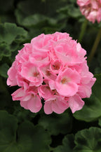 Geranium Dynamo Pink Light - 4.33" Premium Annual
