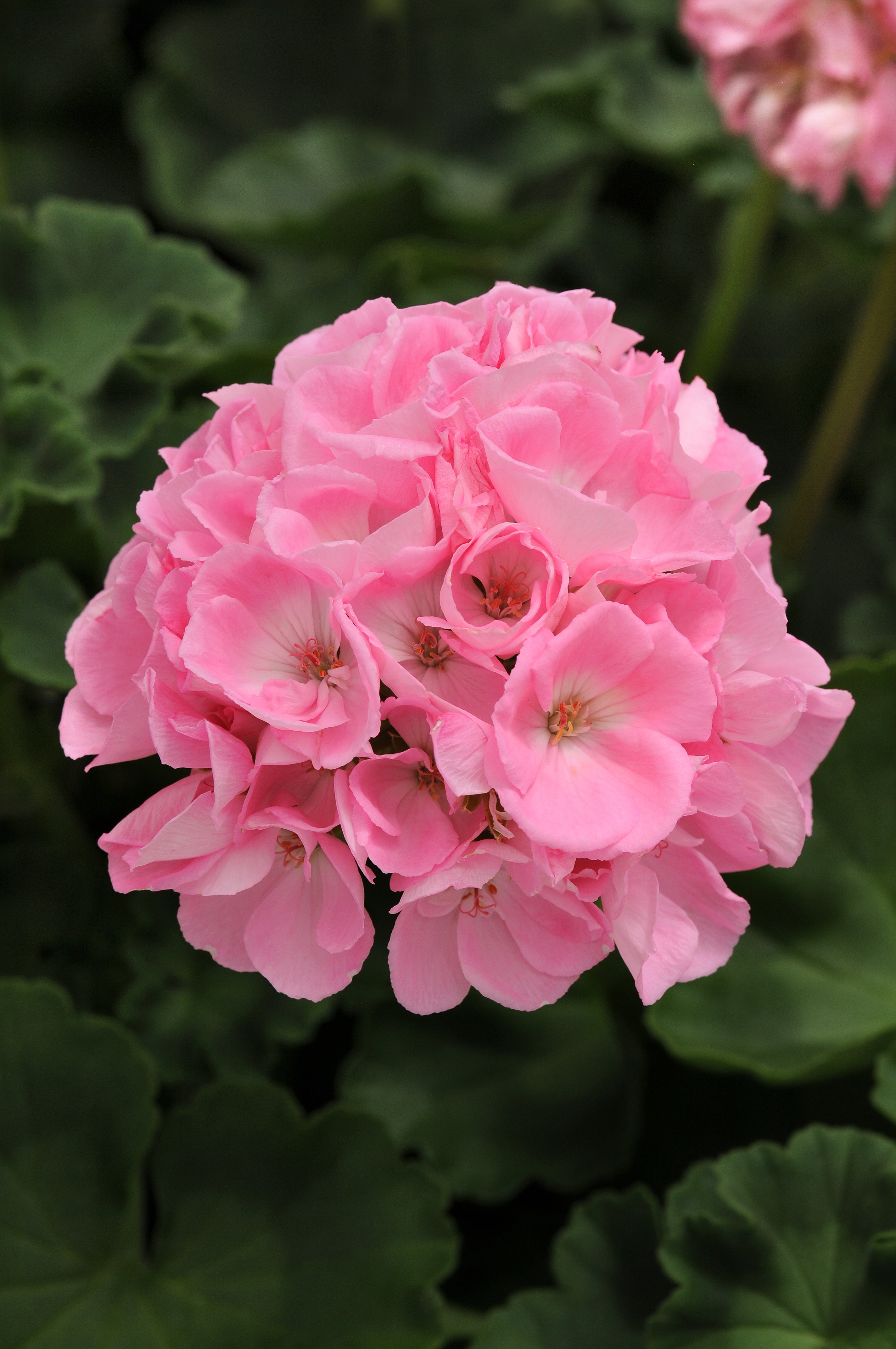 Geranium Dynamo Pink Light - 4.33" Premium Annual