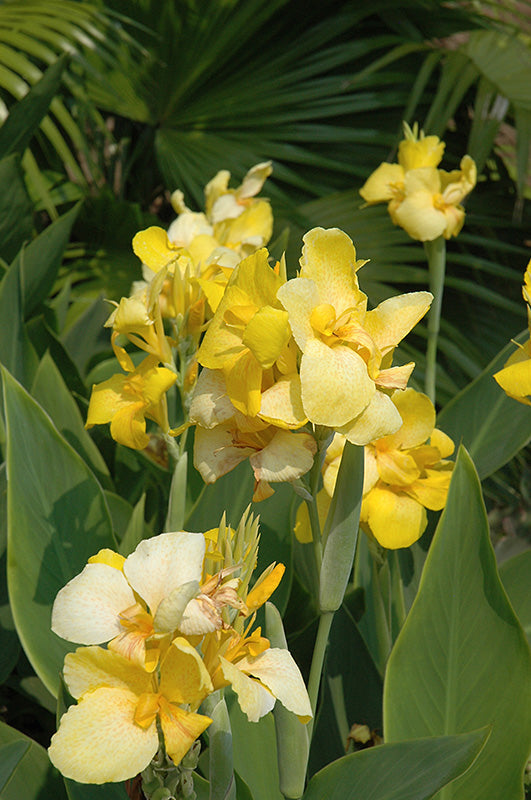 Canna Cannova Yellow - 5" Premium Thriller Annual