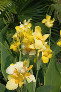 Canna Cannova Yellow - 5" Premium Thriller Annual