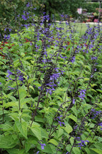 Salvia Black & Bloom - 4.33" Premium Annual