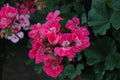 Geranium Presto Pink Eye - 4.33" Premium Annual