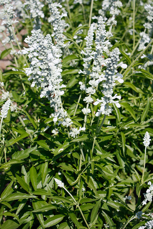 Salvia White Flame - 4.33" Premium Annual
