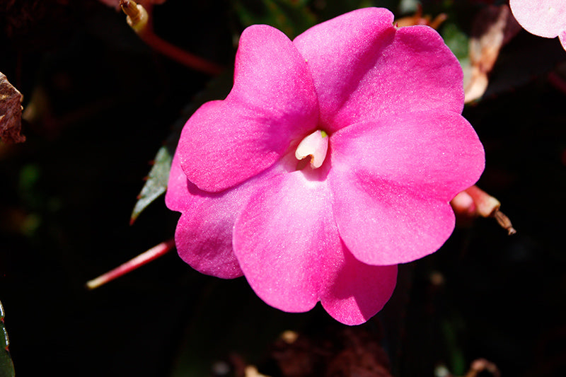 SunPatiens Hot Pink - 4.33" Premium Annual