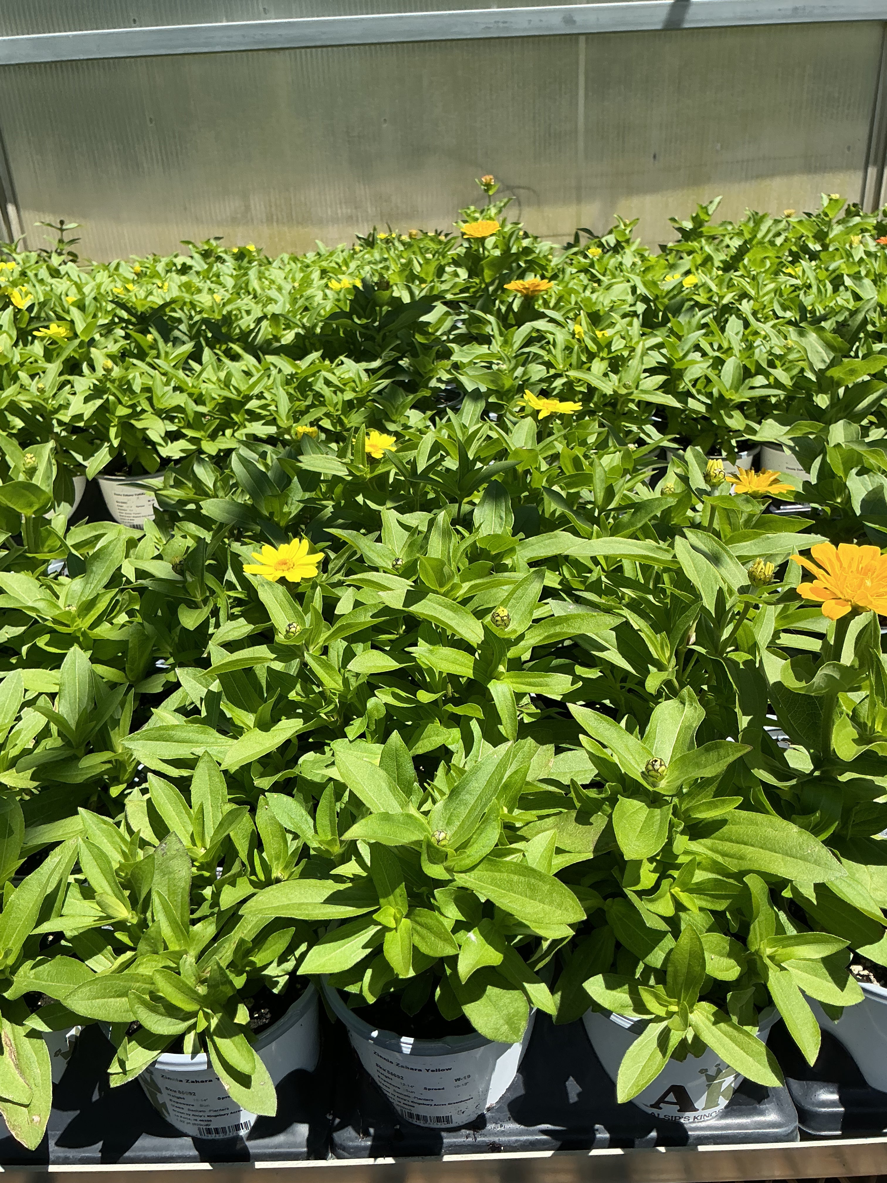 Zinnia Zahara Yellow  - 4.33 Premium Annual
