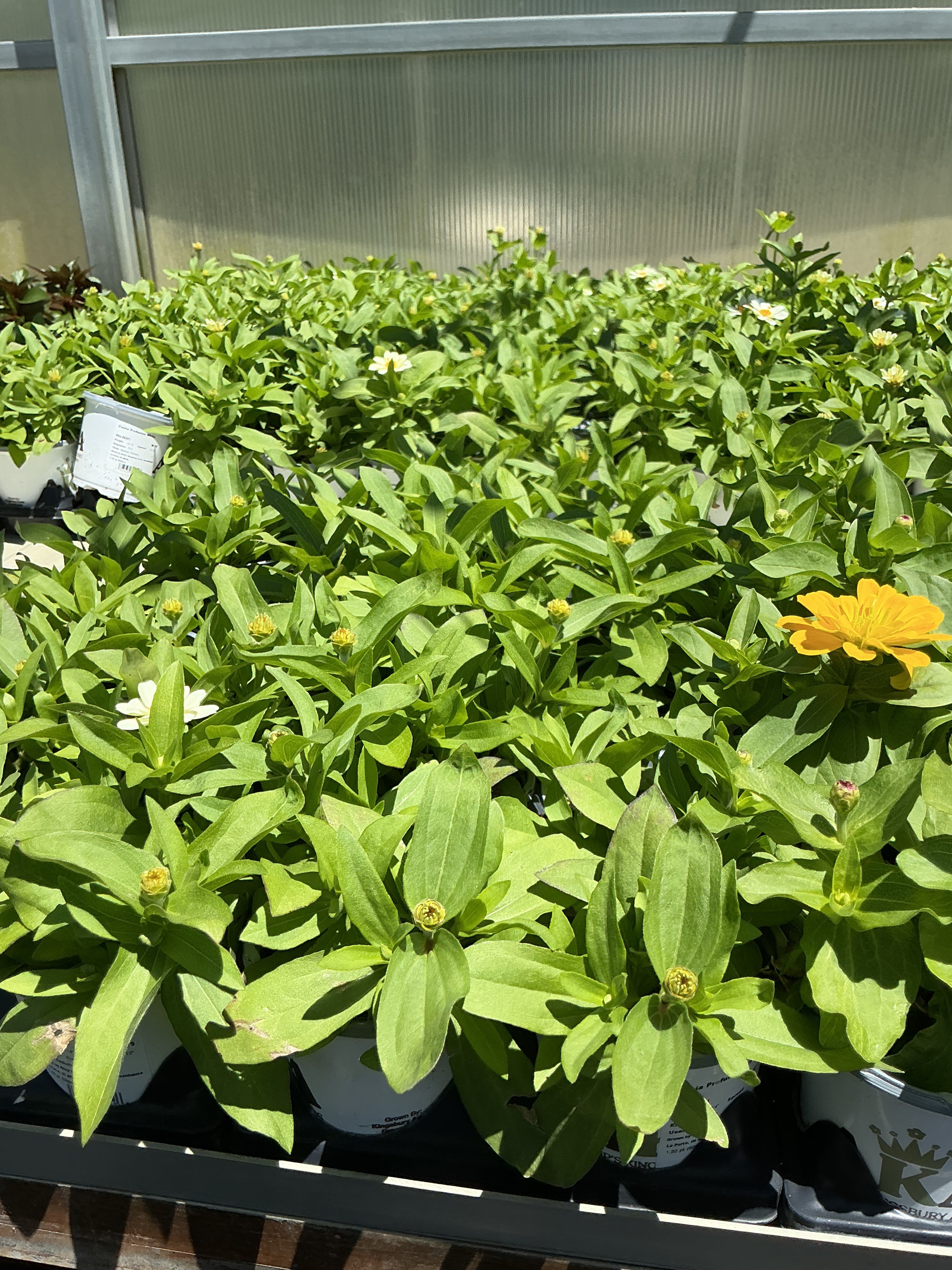 Zinnia Profusion White - 4.33 Premium Annual