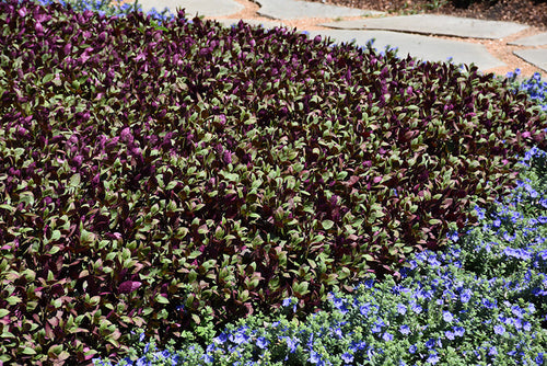 Alteranthera Little Ruby - 4.33" Premium Annual