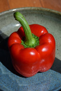 Pepper California Wonderful - 4 Pack Vegetable