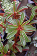 Peperomia graveolens - 2.5" Succulent