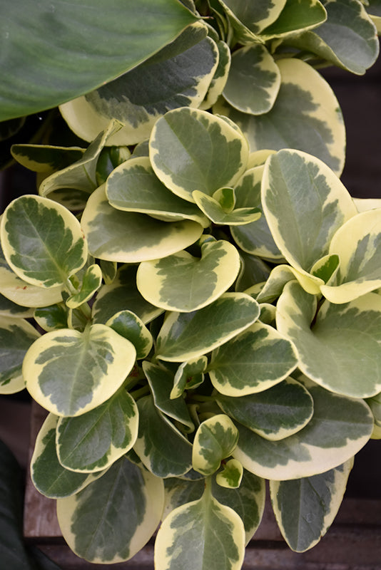 Peperomia obtu Marble - 2.5" Succulent