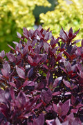 Alteranthera Little Ruby - 4.33" Premium Annual