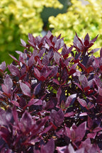Alteranthera Little Ruby - 4.33" Premium Annual