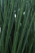 Juncus ColorGrass Blue Arrows - 5" Premium Thriller Annual