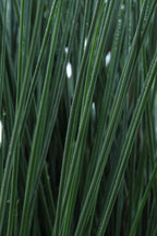 Juncus ColorGrass Blue Arrows - 5" Premium Thriller Annual