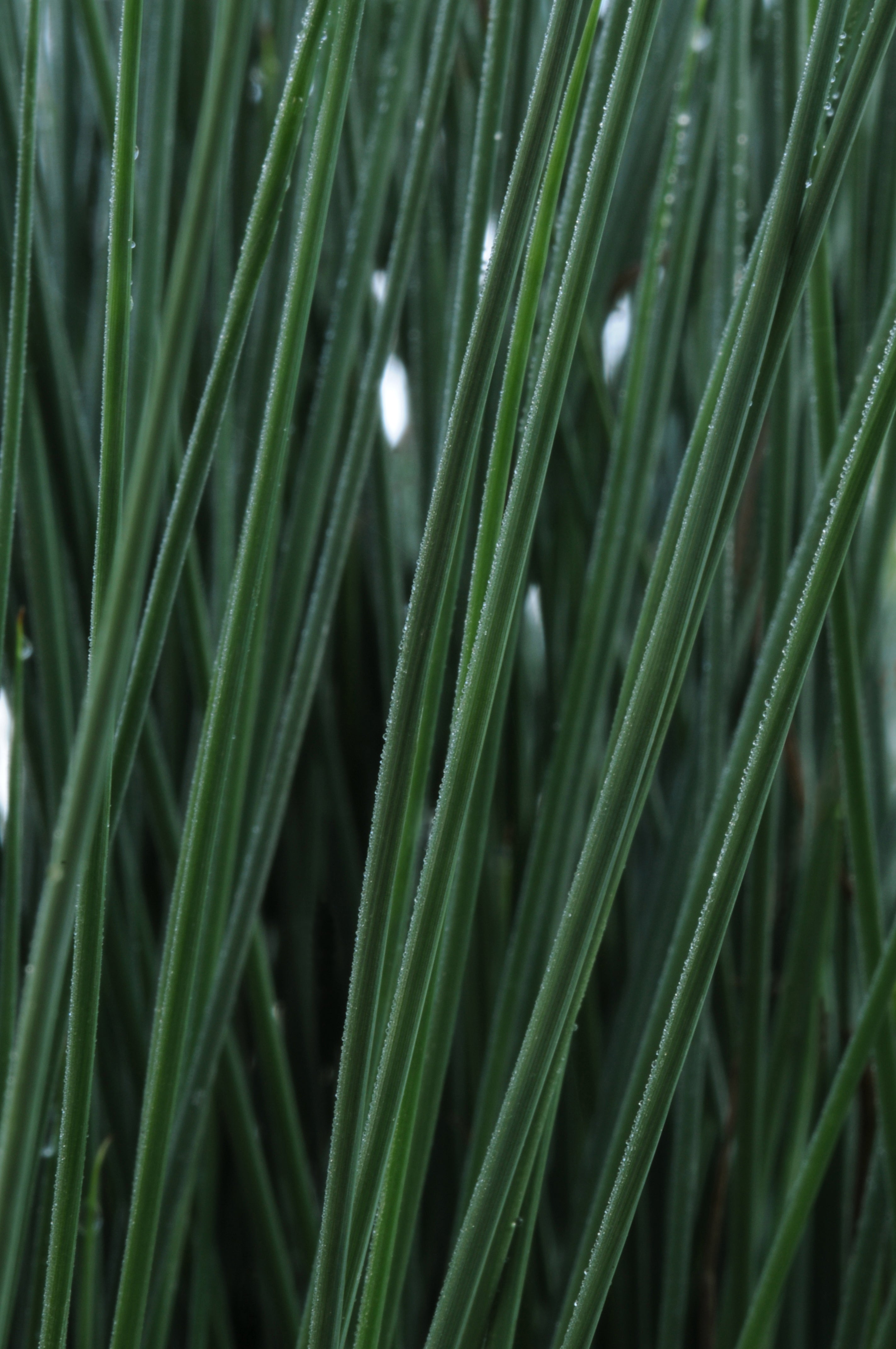 Juncus ColorGrass Blue Arrows - 5" Premium Thriller Annual