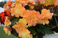 Begonia I'Conia Portifino Citrix - 4.5" Potted Begonia