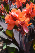 Canna Cannova Bronze Orange - 5" Premium Thriller Annual