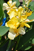 Canna Toucan Yellow - 1 Gallon Proven Winners Annual
