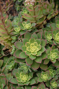 Aeonium Kiwi - 2.5" Succulent