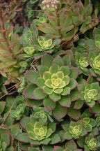 Aeonium Kiwi - 2.5" Succulent