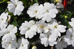 SunPatiens Classic White - 4.33" Premium Annual
