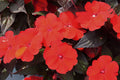 SunPatiens Deep Red - 4.33" Premium Annual