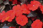 SunPatiens Deep Red - 4.33" Premium Annual