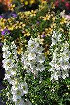 Angelonia ArchAngel White - 4.33" Premium Annual