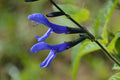 Salvia Black & Bloom - 4.33" Premium Annual