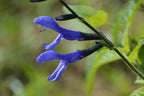 Salvia Black & Bloom - 4.33" Premium Annual