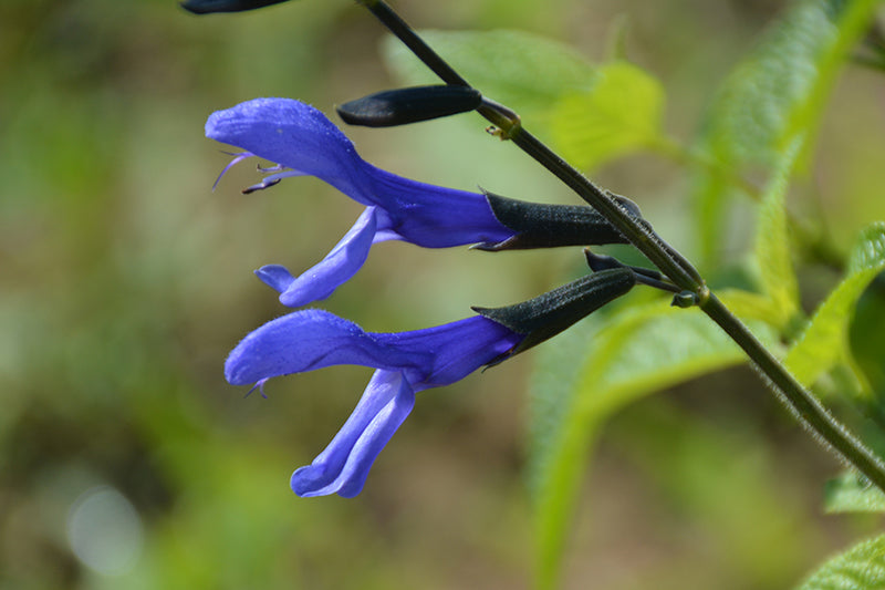Salvia Black & Bloom - 4.33" Premium Annual