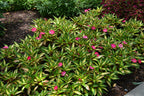 SunPatiens Tropical Rose VL - 4.33" Premium Annual
