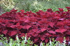 Coleus Beale Street - 4.33" Premium Annual